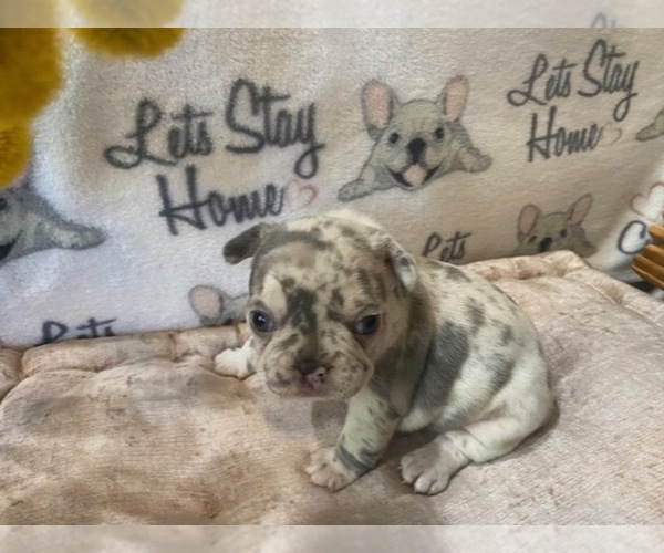 Medium Photo #2 French Bulldog Puppy For Sale in VILLA RICA, GA, USA