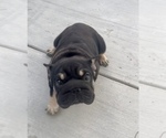 Small Photo #1 French Bulldog Puppy For Sale in LONG BEACH, CA, USA