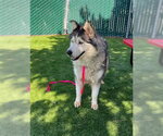 SADIE - Female Siberian Husky Dog for Adoption - Small photo