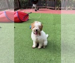 Nicky - Male Goldendoodle (Miniature) Puppy for Sale - Small photo