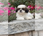 Small #3 Shih Tzu