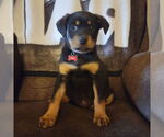 Small #5 English Springer Spaniel-Rottweiler Mix