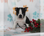 Small Photo #1 Boston Terrier Puppy For Sale in GORDONVILLE, PA, USA