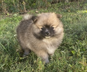 Pomeranian Puppy for sale in ODON, IN, USA