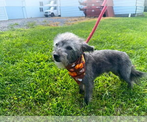 Chi-Poo (Miniature) Dogs for adoption in Westminster, MD, USA