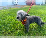 Small Chi-Poo (Miniature)