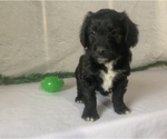 Small Photo #7 Aussiedoodle Miniature  Puppy For Sale in GOSHEN, IN, USA