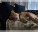 Small #3 Boxer-Staffordshire Bull Terrier Mix