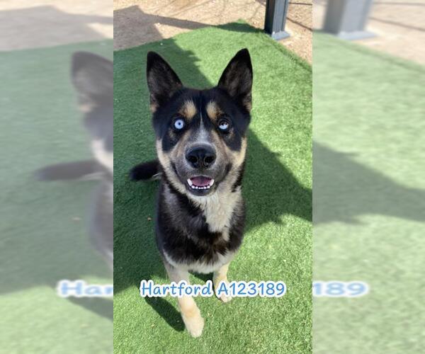 Medium Photo #1 Akita-German Shepherd Dog Mix Puppy For Sale in HESPERIA, CA, USA