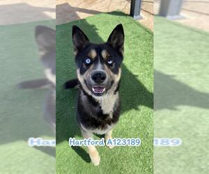 Akita-German Shepherd Dog Mix Dogs for adoption in HESPERIA, CA, USA