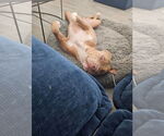 Small #2 American Pit Bull Terrier
