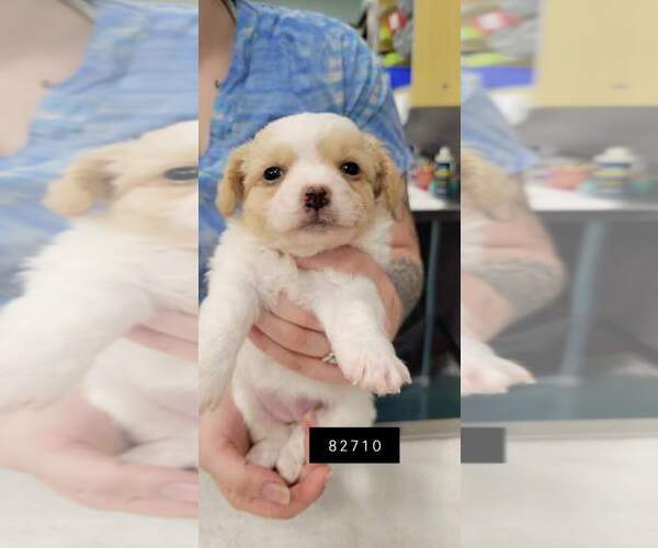 Medium Photo #2 Malchi Puppy For Sale in Chico, CA, USA