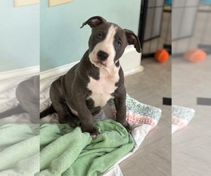 Mutt Dogs for adoption in Holly Springs, NC, USA