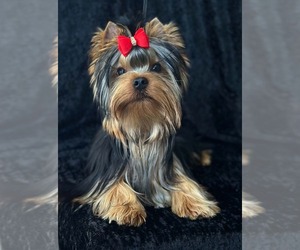 Yorkshire Terrier Puppy for sale in TEMECULA, CA, USA