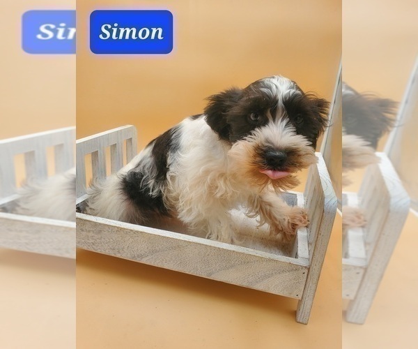 Medium Photo #4 Schnauzer (Miniature) Puppy For Sale in GOSHEN, IN, USA
