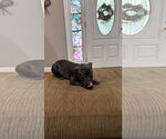 Small #7 Staffordshire Bull Terrier Mix