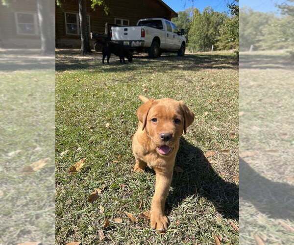 Medium Photo #2 Labrador Retriever Puppy For Sale in PINE HILL, AL, USA