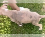 Small Photo #31 American Bully Puppy For Sale in LAKE STATION, IN, USA