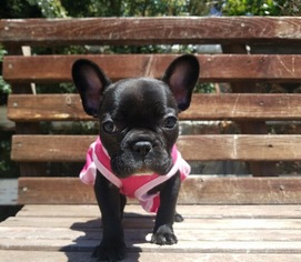 58 HQ Images French Bulldog For Sale Los Angeles / French bulldog puppies Los Angeles CA For Sale | French ...