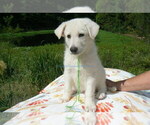 Small #5 German Shepherd Dog