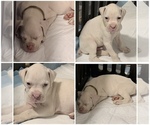 Litter of 4 - Male(s) and Female(s) BoxerLitter of Puppies for Sale - Photo #4