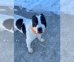Small #2 American Pit Bull Terrier