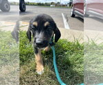 Small #1 Mutt