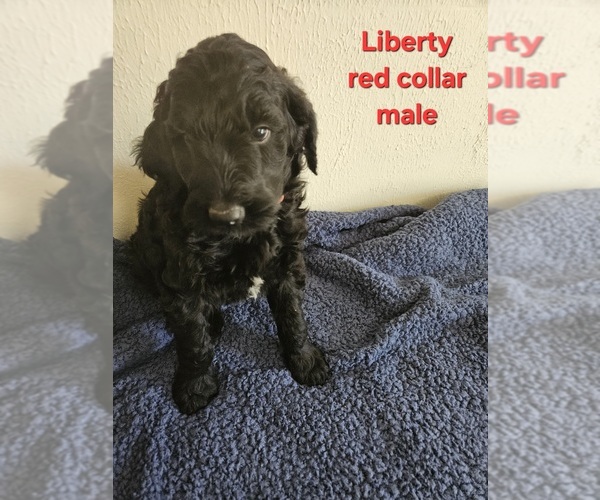 Medium Photo #4 Goldendoodle Puppy For Sale in WRAY, CO, USA