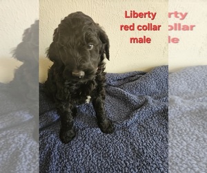 Medium Goldendoodle