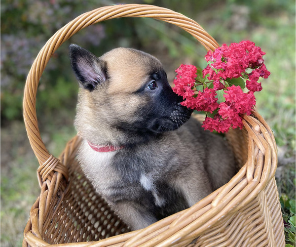 Medium Photo #11 Belgian Malinois Puppy For Sale in S CHARLESTON, WV, USA