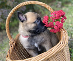 Small #10 Belgian Malinois