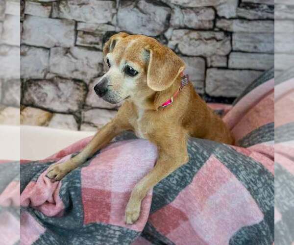 Medium Photo #2 Beagle-Unknown Mix Puppy For Sale in Kennesaw, GA, USA