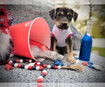 Small Catahoula Leopard Dog-Great Pyrenees Mix