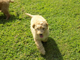 Labradoodle Puppy for sale in NORTH WILKESBORO, NC, USA