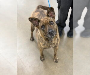 Kira Flor - Female Mutt Dog for Adoption - Photo #4