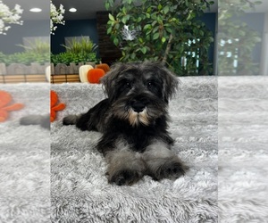 Schnauzer (Miniature) Puppy for sale in GREENFIELD, IN, USA