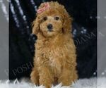 Puppy Ruth Poodle (Miniature)