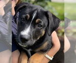 Small #5 Mutt
