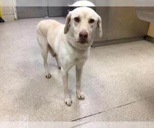 Labrador Retriever Dogs for adoption in Riverside, CA, USA