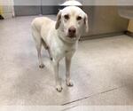 HUNTER - Male Labrador Retriever Dog for Adoption - Small photo