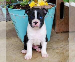 Boston Terrier-Yorkshire Terrier Mix Puppy for sale in ROBESONIA, PA, USA