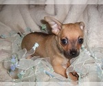 Small #1 Chihuahua