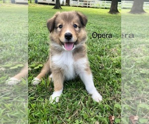 Collie Puppy for sale in O FALLON, MO, USA