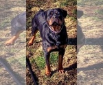 Small #36 Rottweiler