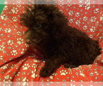 Small #3 F2 Aussiedoodle