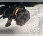 Small Photo #2 German Shepherd Dog Puppy For Sale in BRANFORD, FL, USA