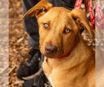 Small #7 German Shepherd Dog Mix