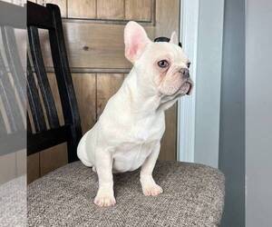 French Bulldog Puppy for sale in FRANKLIN, IN, USA