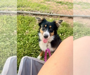 Mother of the Australian Shepherd puppies born on 10/19/2025