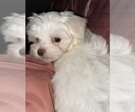 Small Photo #1 Maltese Puppy For Sale in MESA, AZ, USA
